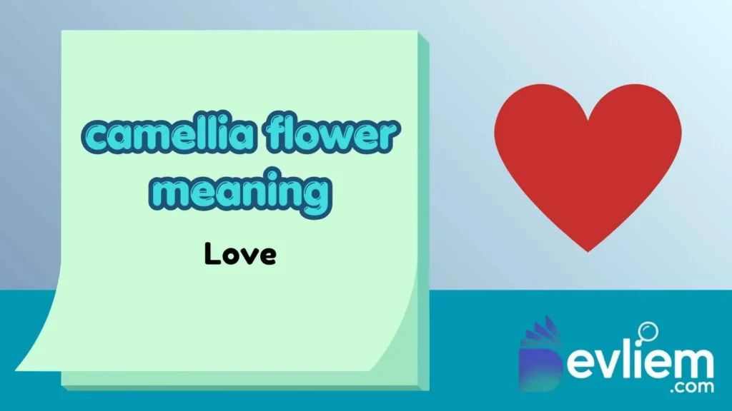 camellia flower meaning