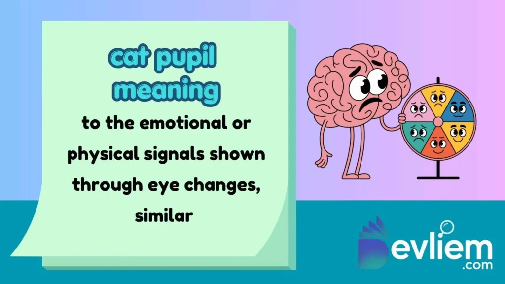 cat pupil meaning
